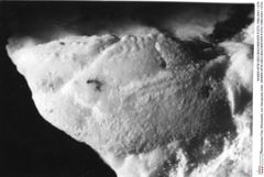 Historisches Foto (Rückseite) von Decapoda indet. (NHMW-AFW-GEO-BACHMAYER-FOTO-1990-0041-1374)
